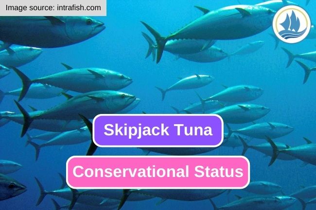 The Complex Situation of Skipjack Tuna Conservation